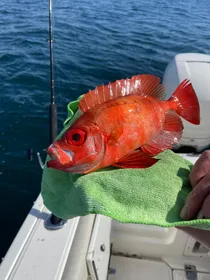 2021 Boston Whaler 280 Vantage